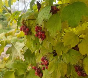 Сауны гостиничного комплекса «Червона Калина» на Днепре відгуки, лазня/сауна Киев Деснянский район Проспект Романа Шухевича 7, Парк Муромец (Северний мост), фото, адреса з картою проїзду.
